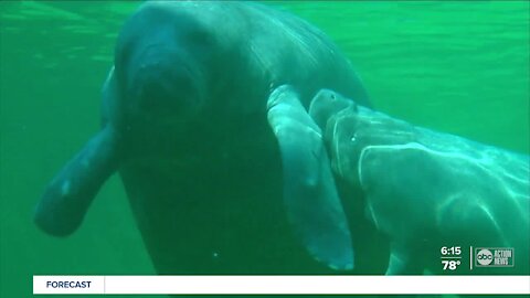 TECO Manatee Viewing Center won't reopen until Nov. 2021