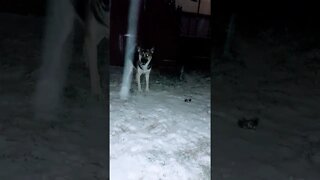 3am Shepsky Zoomies Shenanigans Part 2 #shorts