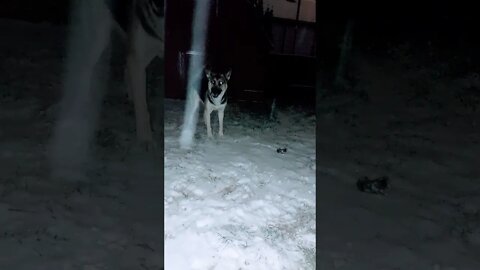 3am Shepsky Zoomies Shenanigans Part 2 #shorts