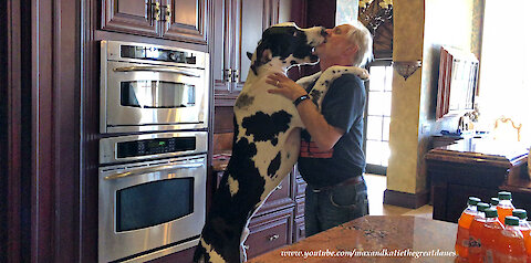 This considerate Great Dane helps his owners delivery the groceries