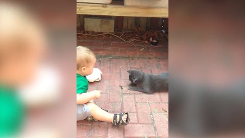 A Cat Pounces On A Lizard And It Bites Her Tongue