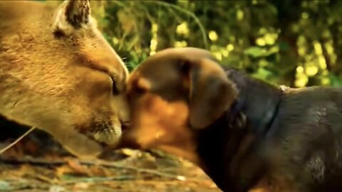 "Unlikely Friends: Heartwarming Animal Friendships"