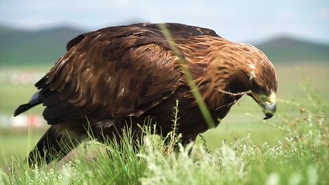 “Golden Eagles: Majestic Hunters of the Sky”