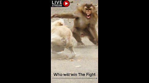 Monkey vs Dog Fight!