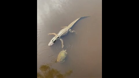 Aligator and turtle high five