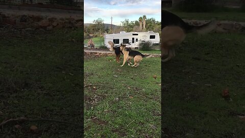 Dog Shepherd Australian Male vs. German | Happy K9 D.I.Y in 4D