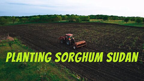 Planting Mega Green Sorghum Sudan Grass - 2023