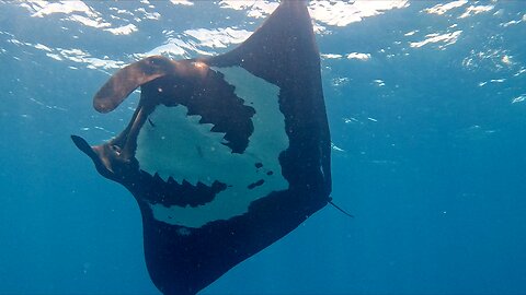 Giant manta rays surround scuba divers in Galapagos Islands