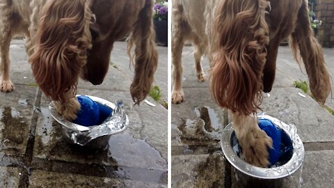 cocker spaniel dropped her ball in her water