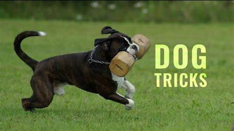 Top 10 Cool Tricks To Teach Your Dog