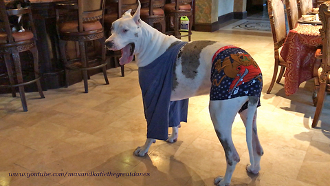 Funny Great Dane Wearing Scooby Doo Shorts