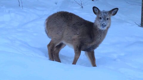 Snow Faced Deer Enjoys The Snow