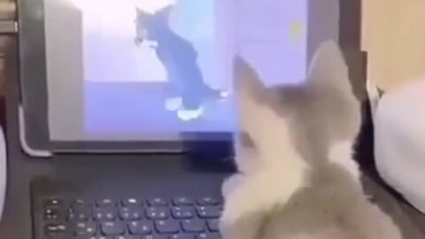 Cat watching Tom & Jerry