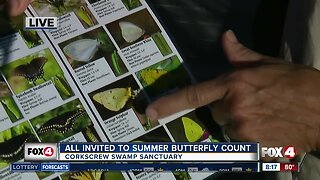 Butterfly count at Corkscrew Swamp Sanctuary 8:00 a.m.