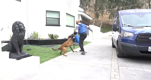 Dog Training: Kevin Hart and Jason Darulo, Cali K9