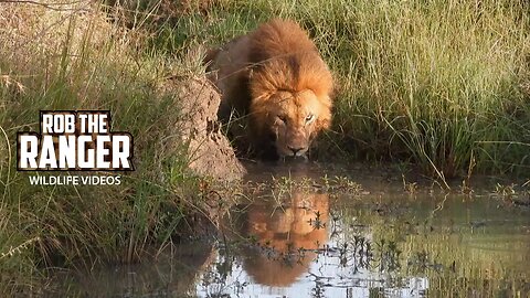 Lion Pride Feeds And Male Lion Drinks | Lalashe Maasai Mara Safari