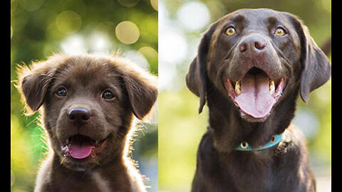 Dogs Grow Up - Baby to Adult Dogs - iam a big kid now