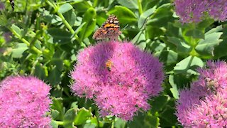 Beautiful fall flowers and butterflies