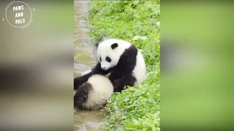 Funny baby pandas | Baby panda falling