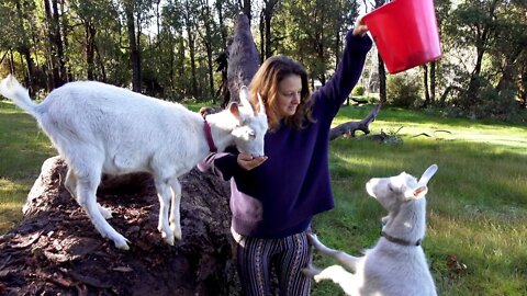 New additions, walking my goats and the last weeks of winter - Free Range Homestead Ep 19