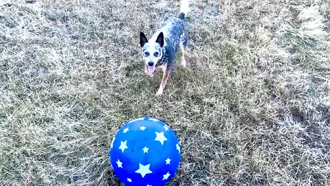 Zippy Blue Heeler Plays BOUNCY BALL on Bozeman Pass Montana!!