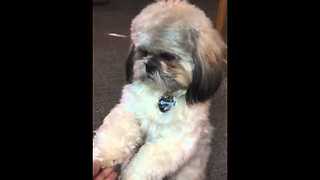 Smart Shih Tzu Prays With His Family Before Meal