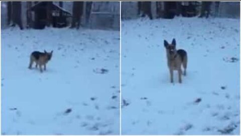 Cão experiencia neve pela primeira vez