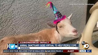 Ramona animal sanctuary goes virtual to help people cope