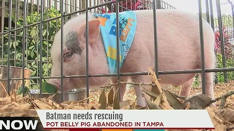 Pig up for adoption at Humane Society of Tampa finds new home