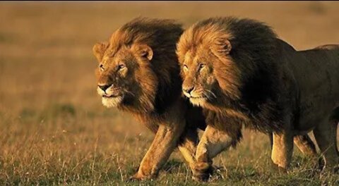 animal motivation lion attitude antry videos