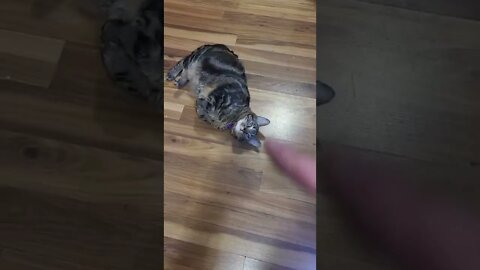 Cat Techa Rolling Over