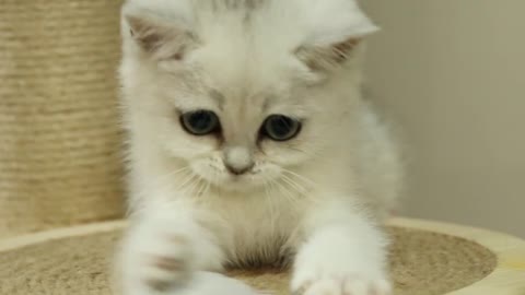 Cute pet cat playing happily