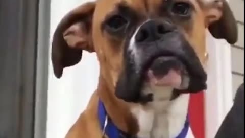 Funny Dog