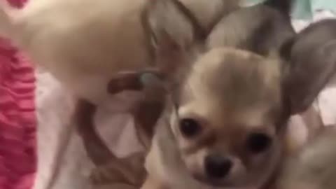 Funny Dog Video