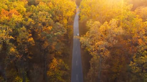 Enchanting Autumn Forests with Beautiful Piano Music