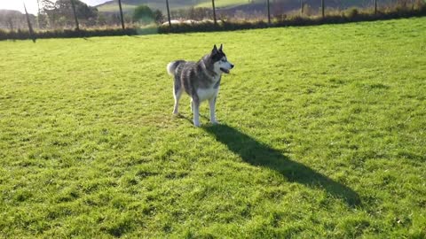 My Husky Tries Everything To IMPRESS My Mum! Stunt Dog!