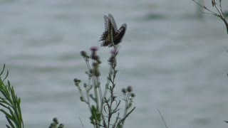 214 Toussaint Wildlife - Oak Harbor Ohio - Marvelous Black Swallowtail