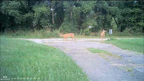 Backyard Trail Cams - Deer in the Driveway