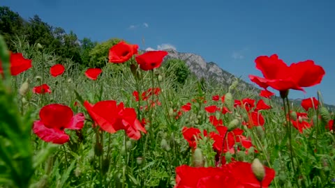 Flowers Field