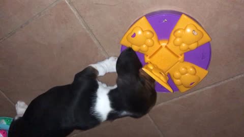 Charlie figuring out the puzzle treat toy