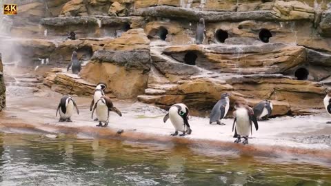 Best of Funny Penguins