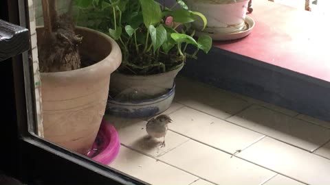 little sparrow already comes all by himself to feed