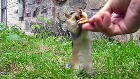 Chipmunk family rushes to gather nuts for the winter