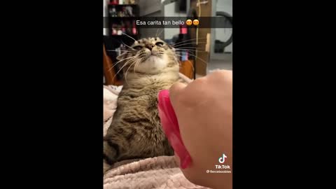 FUNNY CAT MEMES COMPILATION V01