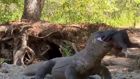 Commando Dragon Devours Wild Pig