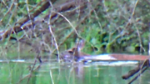 Deer crossing the river