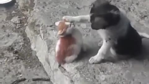 Young Puppy Petting a Tiny Kitten| Cute