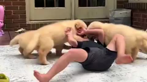 Funny dog puppies video