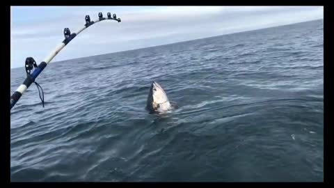 A beautiful Blonde catching a giant tuna on the Wicked Pissah