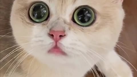 A cat with big eyes